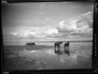 Untitled (grazing horses)
