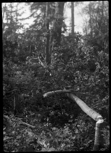Untitled (fallen tree)