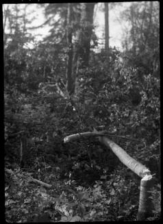Untitled (fallen tree)