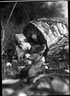 Untitled (three gophers)