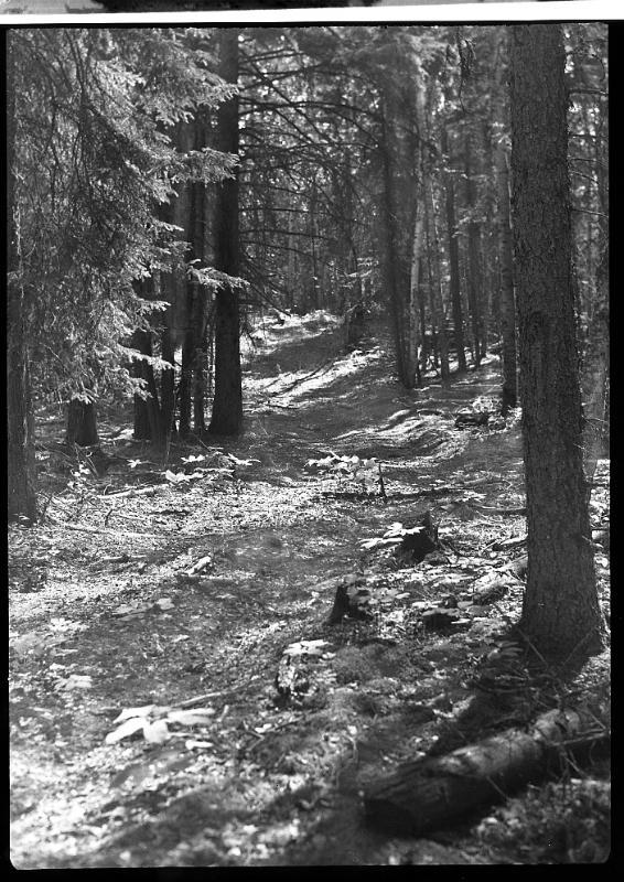 Untitled (footpath through the woods)