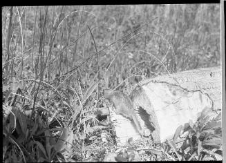 Untitled (back view of gopher)