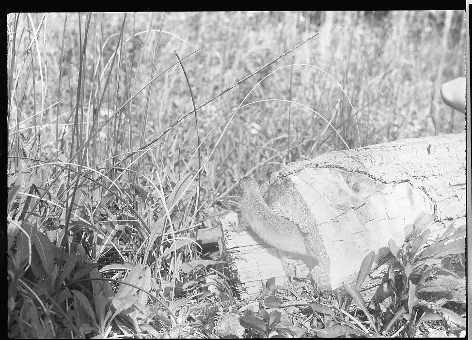 Untitled (gopher emerging from tree stump)