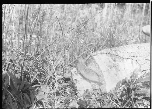 Untitled (gopher emerging from tree stump)
