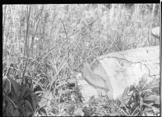 Untitled (gopher emerging from tree stump)