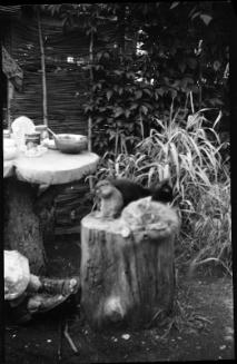 Untitled (cat and gopher on tree stump)