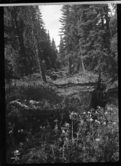 Untitled (forest with flowers)