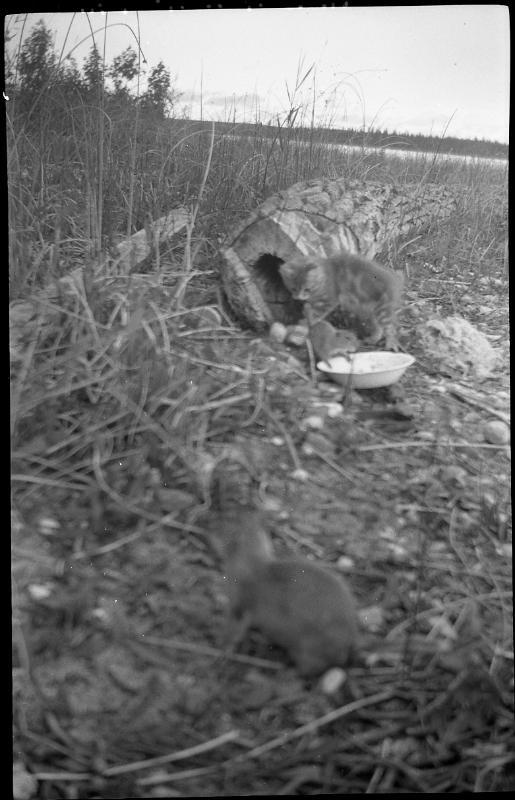 Untitled (cat with gophers at felled hollow tree)