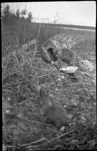 Untitled (cat with gophers at felled hollow tree)