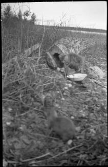 Untitled (cat with gophers at felled hollow tree)