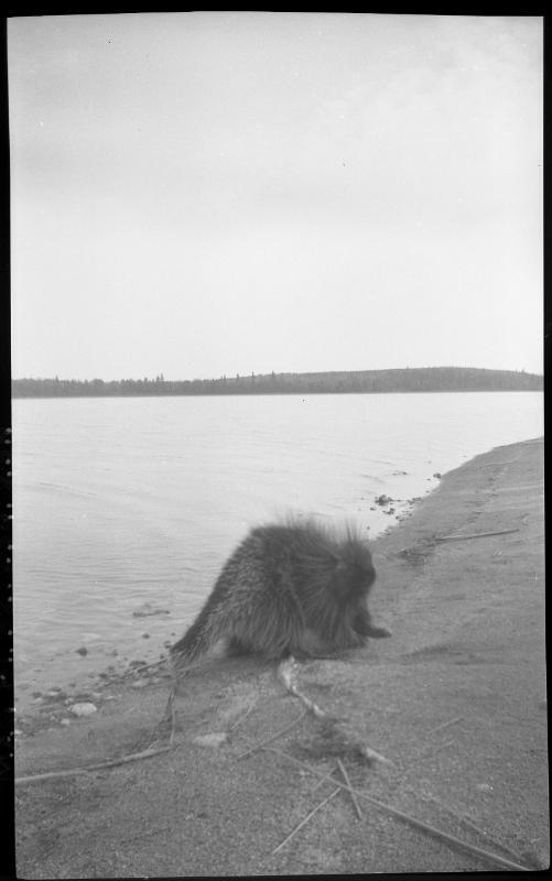 Untitled (beaver at edge of lake)
