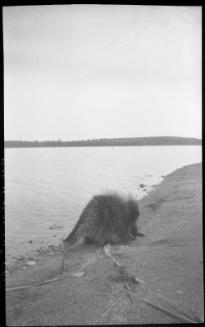 Untitled (beaver at edge of lake)