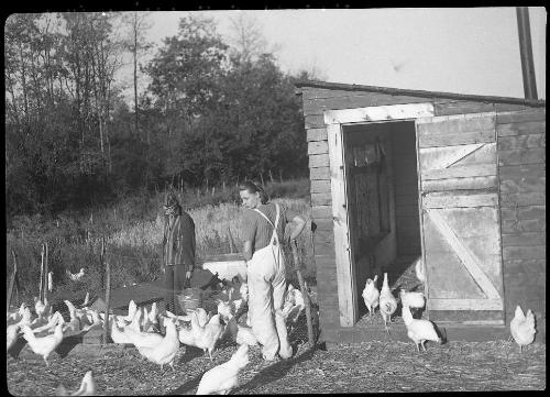 Untitled (chickens in yard)