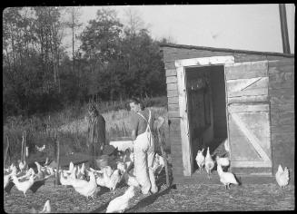 Untitled (chickens in yard)