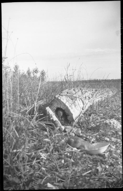 Untitled (gopher at bowl)