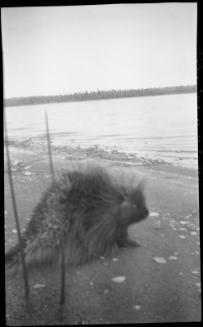 Untitled (beaver walking along lake shore)
