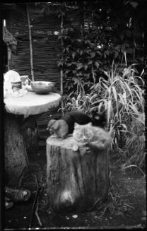 Untitled (cat and gopher on tree stump)