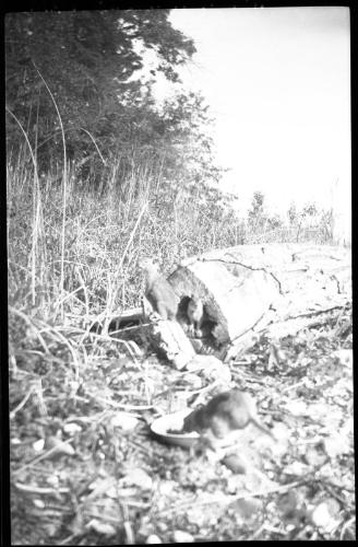 Untitled (three gophers)