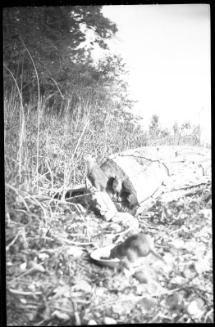Untitled (three gophers)