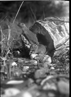 Untitled (two gophers)