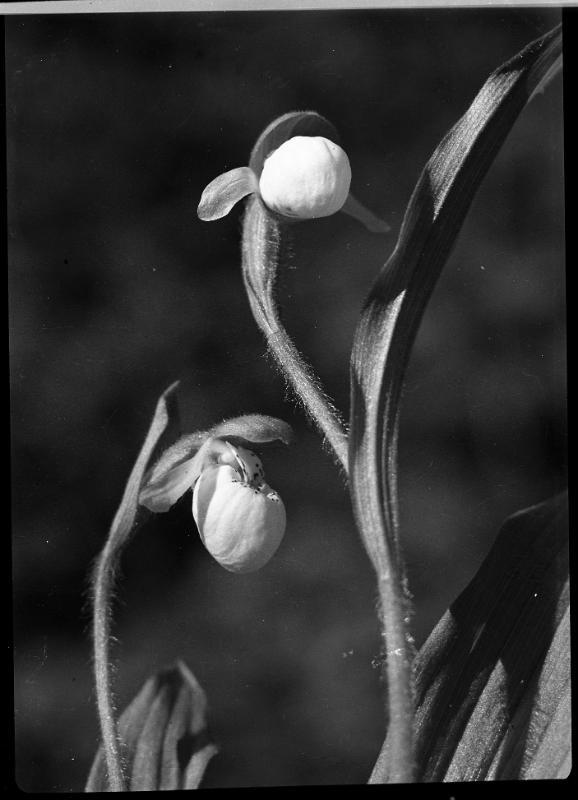 Untitled (lady's slipper)