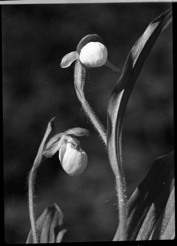 Untitled (lady's slipper)