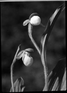 Untitled (lady's slipper)
