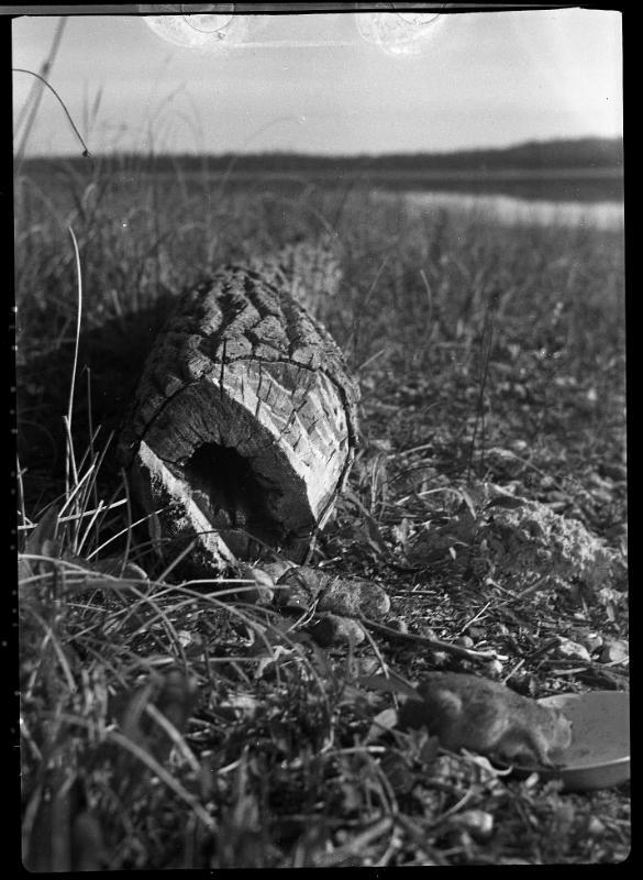 Untitled (gopher eating)