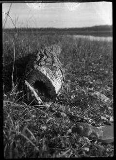 Untitled (gopher eating)