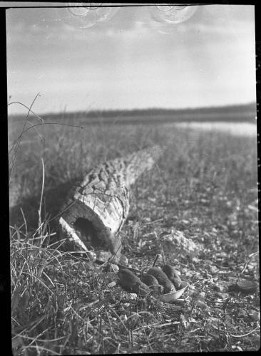 Untitled (four gophers at bowl)
