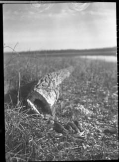 Untitled (four gophers at bowl)