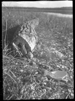 Untitled (three gophers around tree stump)