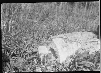 Untitled (gopher with closed eyes)