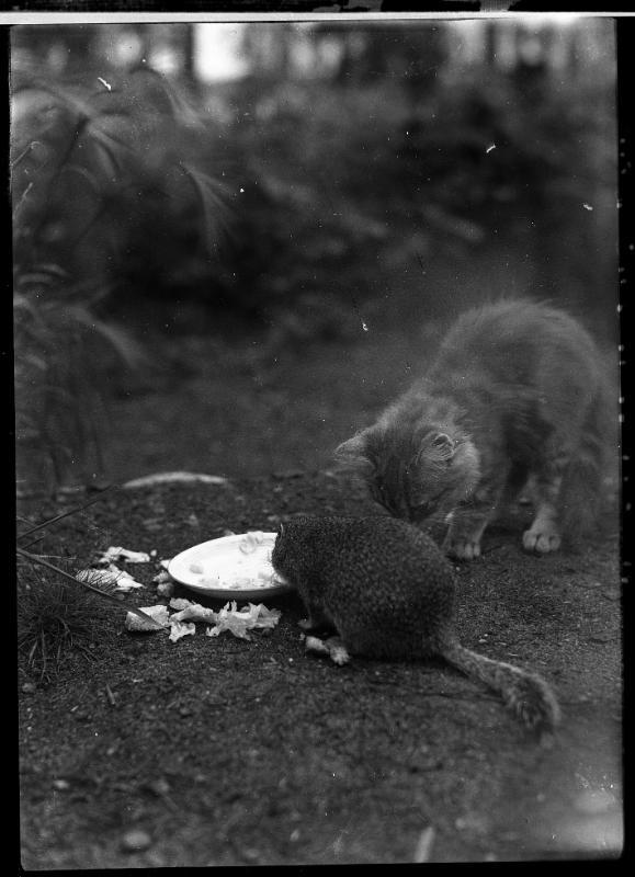 Untitled (cat and gopher eating from bowl)