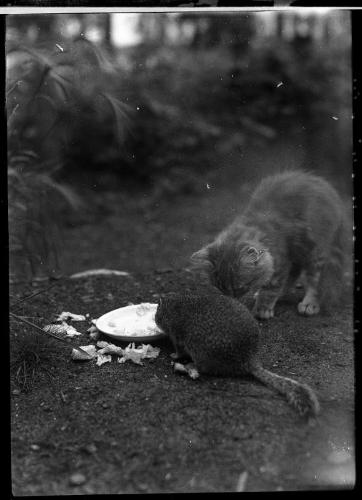 Untitled (cat and gopher eating from bowl)
