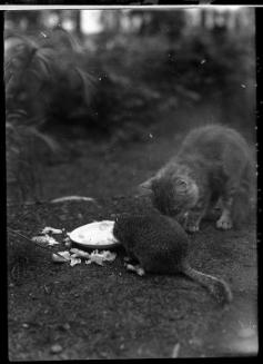 Untitled (cat and gopher eating from bowl)