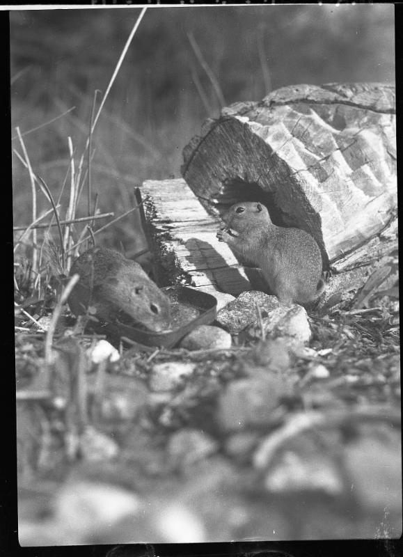 Untitled (two gophers with tin can)