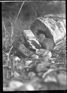 Untitled (two gophers with tin can)