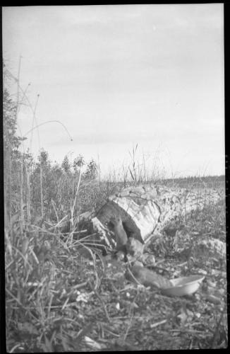 Untitled (three gophers)