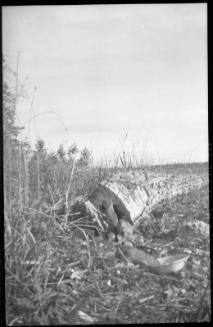 Untitled (three gophers)