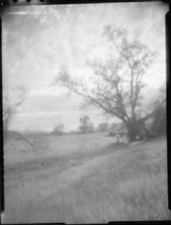 Untitled (grassy field)