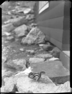 Untitled (chipmunk on rock)