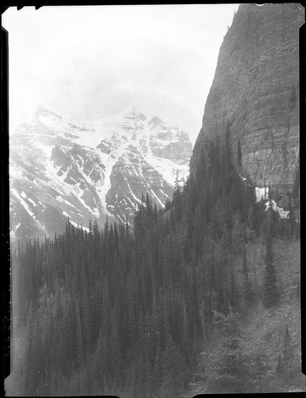 Untitled (trees on mountain)
