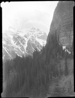 Untitled (trees on mountain)