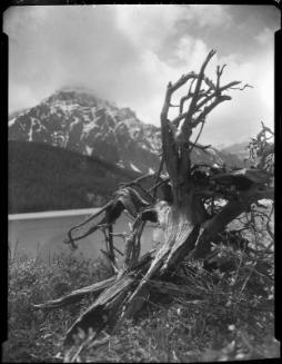 Untitled (gnarled driftwood)