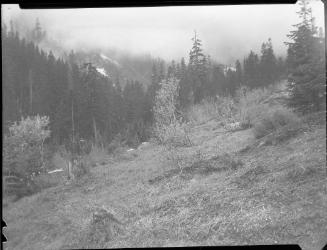 Untitled (hillside in mist)