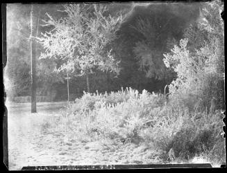 Untitled (frost-covered bushes)