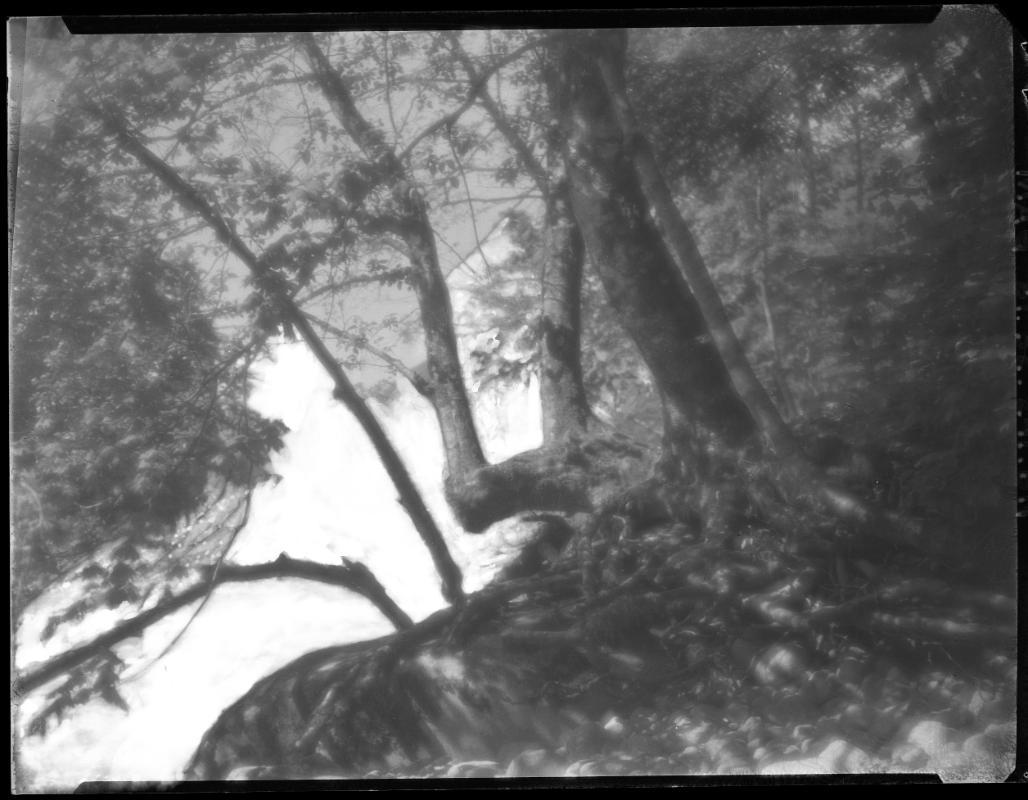 Untitled (lake and trees)
