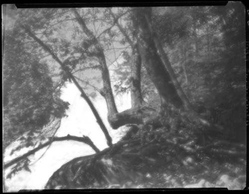 Untitled (lake and trees)