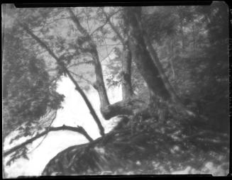 Untitled (lake and trees)